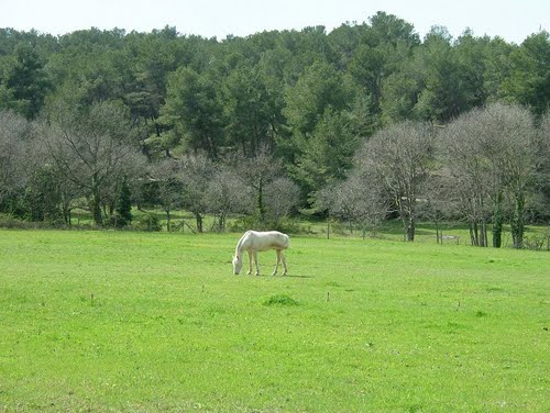 locations de vacances en gites avec piscine en provence